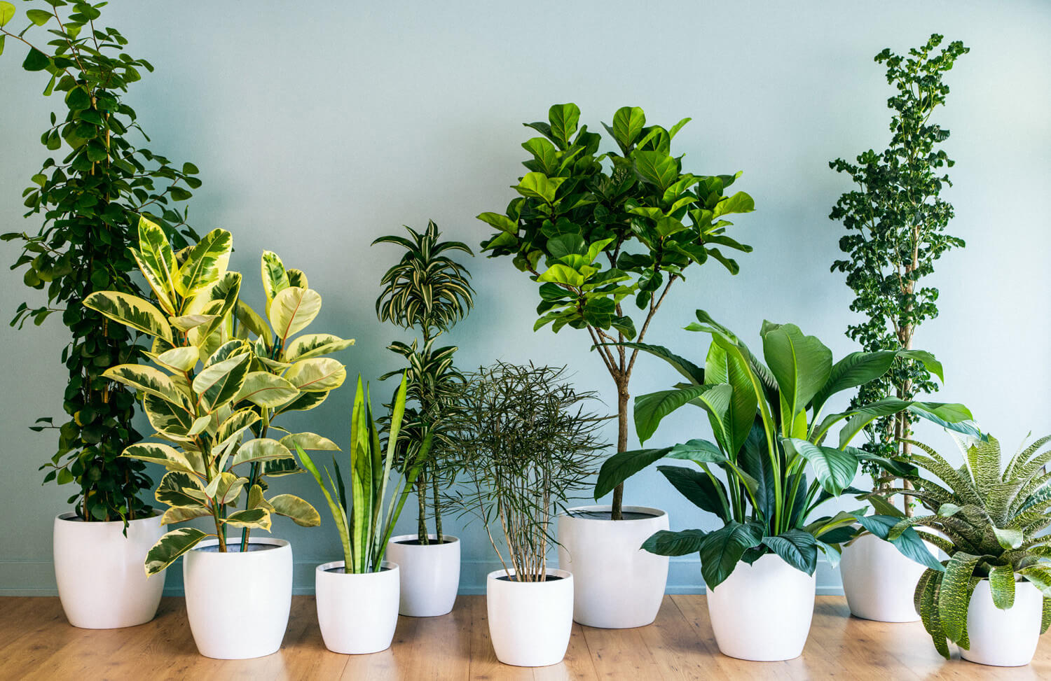 Indoor Gountains & Plants Rustic Destressed Living Room